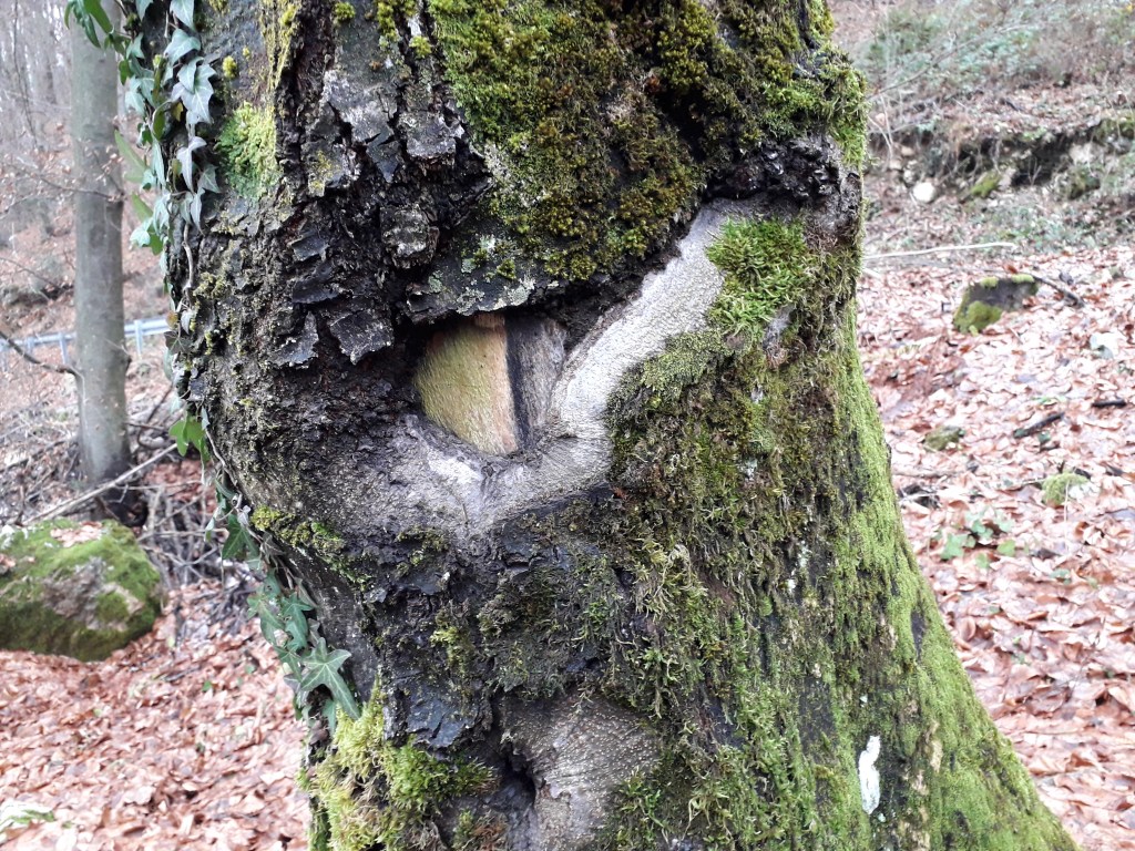 Zemlja, veliko čuteče&nbsp;bitje